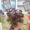 Congratulation Flower Stand FS 34 jpg