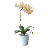 mini cream orchid 89 png