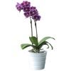 mini purple orchid 89 jpg