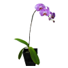 orchid 100 jpg png