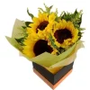 Sunflower in a Box (S04) 4 S04 1